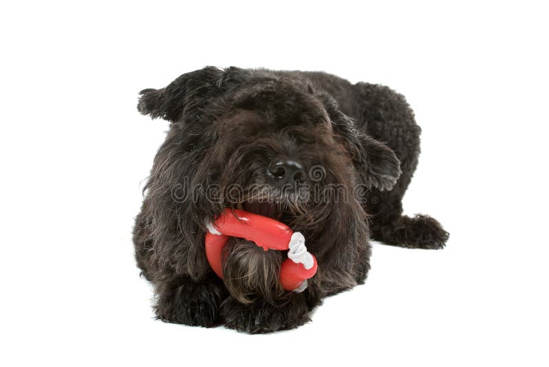 Cão bonito que mastiga o brinquedo fotos de stock Cão bonito que mastiga o brinquedo fotos de stock