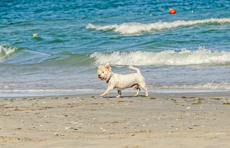 Cão branco do bishon que anda na praia perto das ondas de água azul fotografia de stock royalty free Cão branco do bishon que anda na praia perto das ondas de água azul fotografia de stock royalty free
