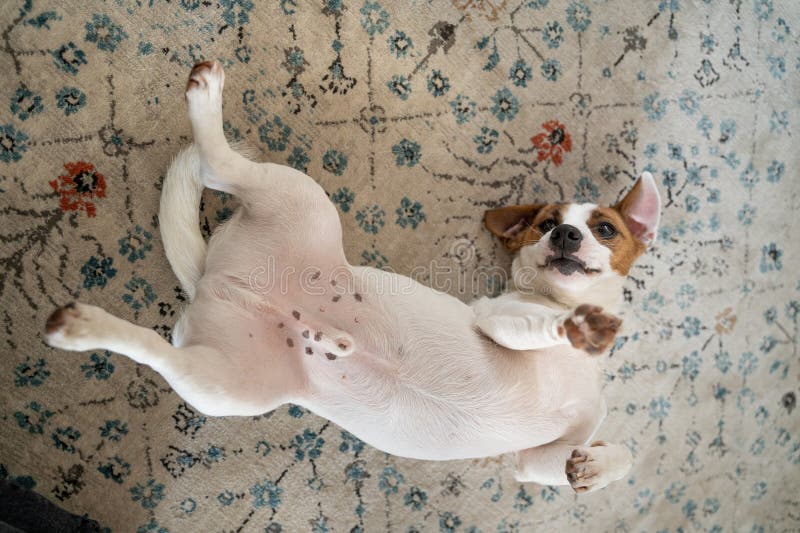 Cão branco engraçado deitado no chão barriga de tapete. humor divertido. tempo do jogo malvado animal imagens de stock royalty free