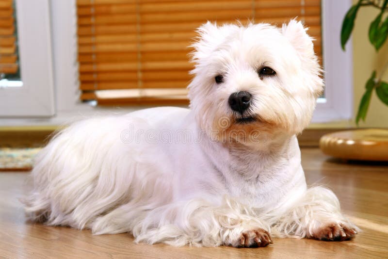 Cão branco engraçado em casa fotografia de stock