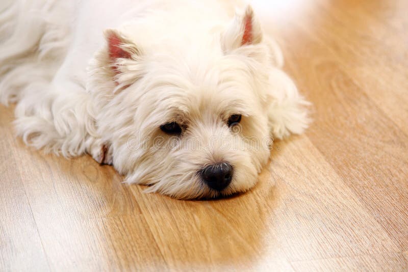 Cão branco engraçado em casa imagem de stock
