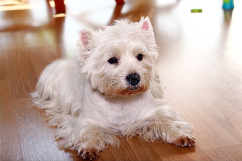 Cão branco engraçado em casa imagens de stock royalty free