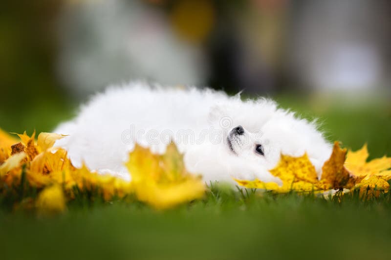 Cão branco engraçado que pisca nas folhas caídas do outono imagem de stock royalty free