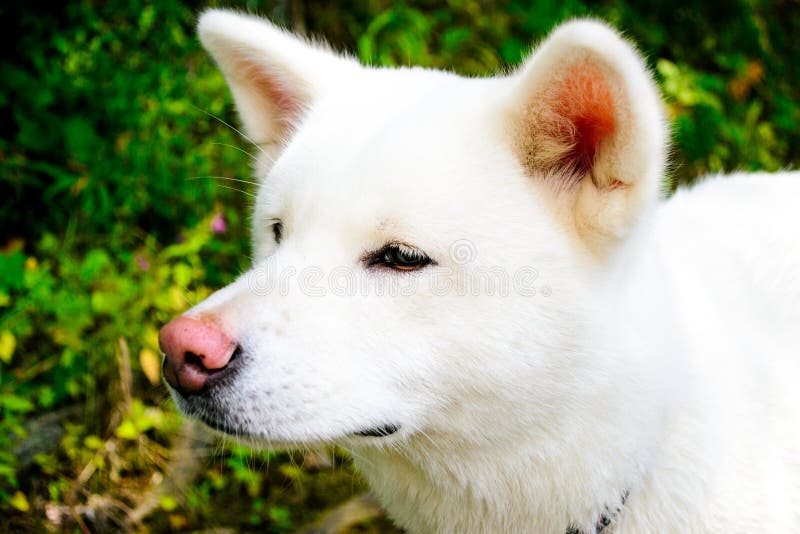Cão Branco Fêmea Akita Japonês Akita Inu Imagem de Stock