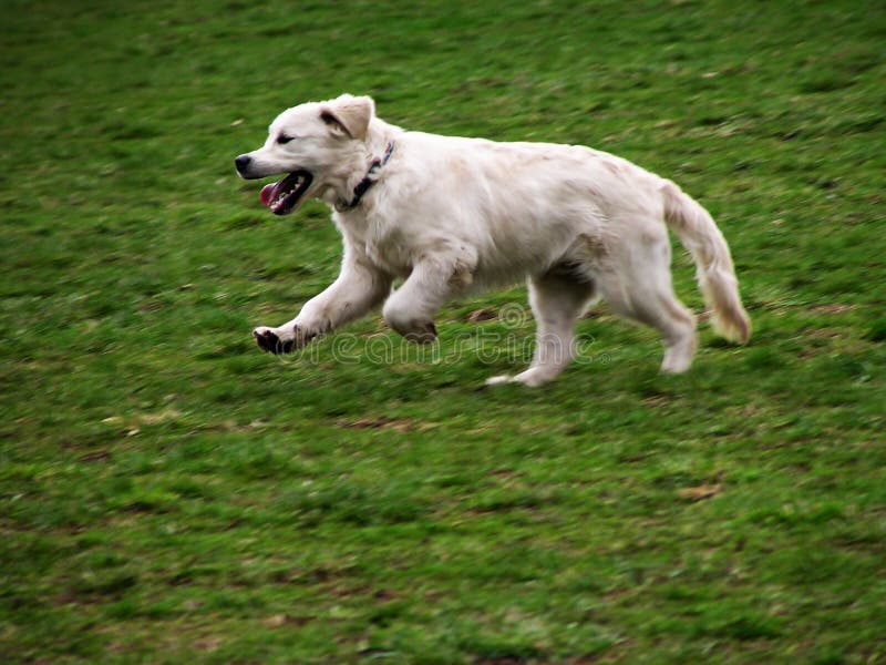 Cão branco no movimento