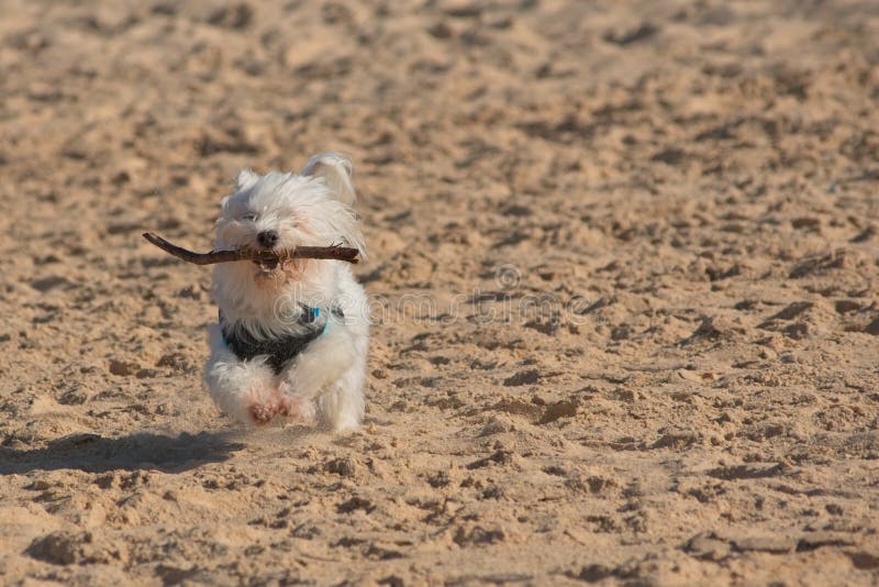 Cão branco que corre rapidamente na praia imagem de stock Cão branco que corre rapidamente na praia imagem de stock