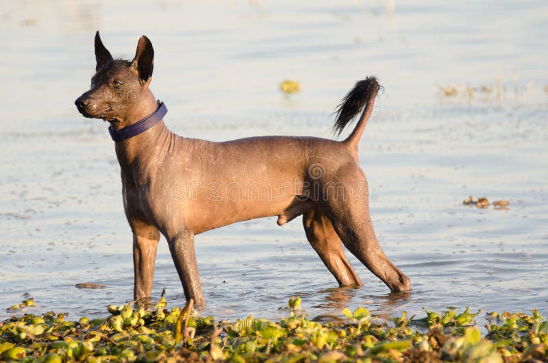 Mexican hairless dog, once almost extinct, in water at Lake Chapala, Ajijic, Mexico. Breed is Xochointcuintle. Mexican hairless dog, once almost extinct, in water at Lake Chapala, Ajijic, Mexico. Breed is Xochointcuintle.