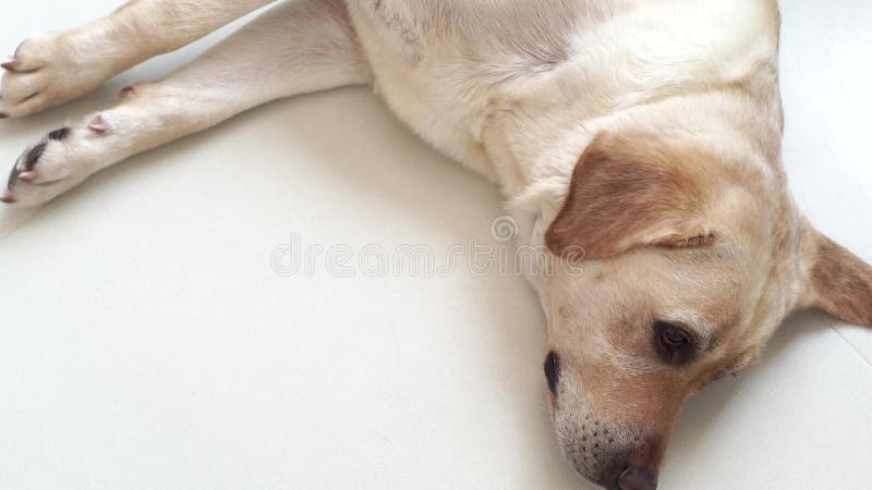 Cão cansado que encontra-se e que dorme no assoalho na sala Fim acima do cão bege do sono Labrador no assoalho dentro da sala da