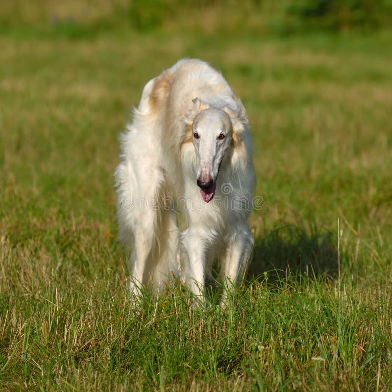 White russian wolfhound dog on a green grass. White russian wolfhound dog on a green grass