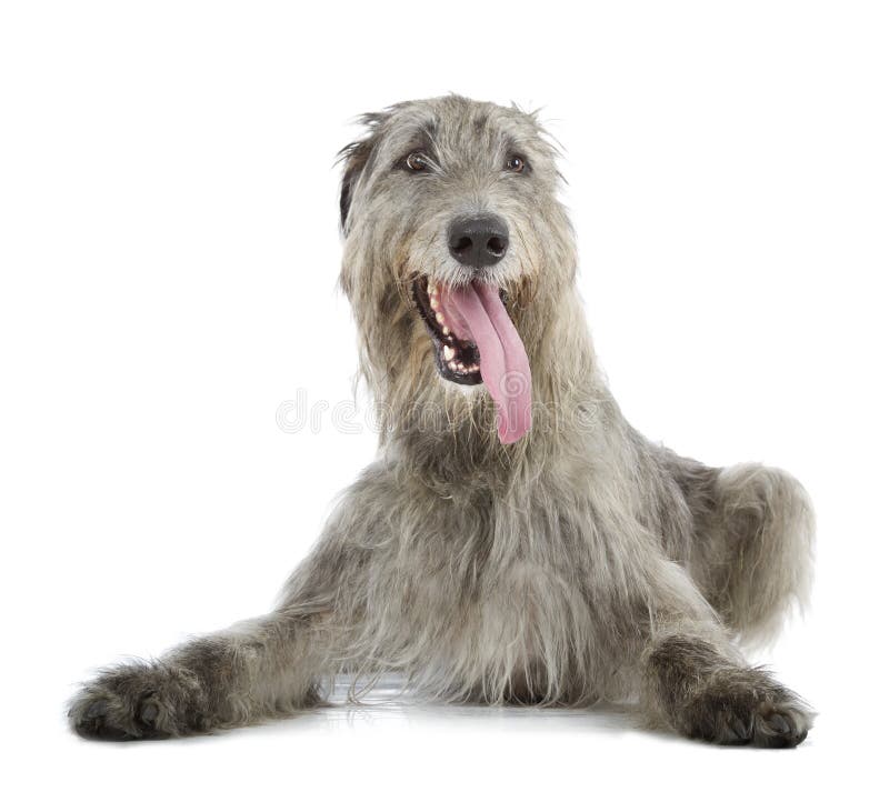 Irish Wolfhound isolated on a white background. Irish Wolfhound isolated on a white background