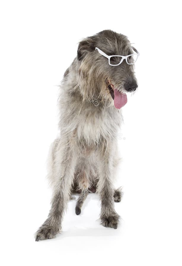 Irish Wolfhound isolated on a white background. Irish Wolfhound isolated on a white background