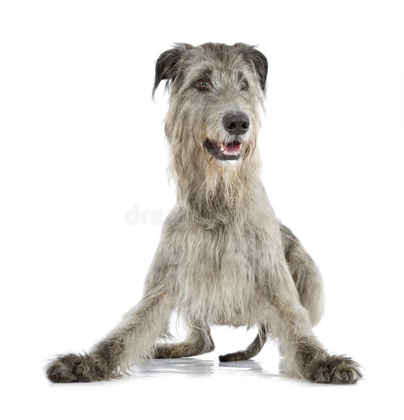 Irish Wolfhound isolated on a white background. Irish Wolfhound isolated on a white background