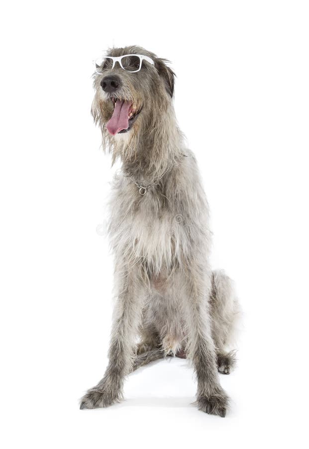 Irish Wolfhound isolated on a white background. Irish Wolfhound isolated on a white background