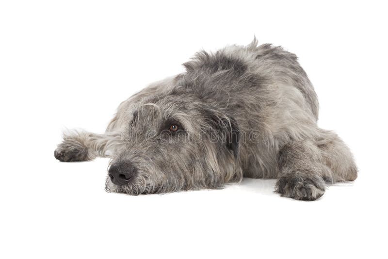 Irish Wolfhound on a white background in studio. Irish Wolfhound on a white background in studio