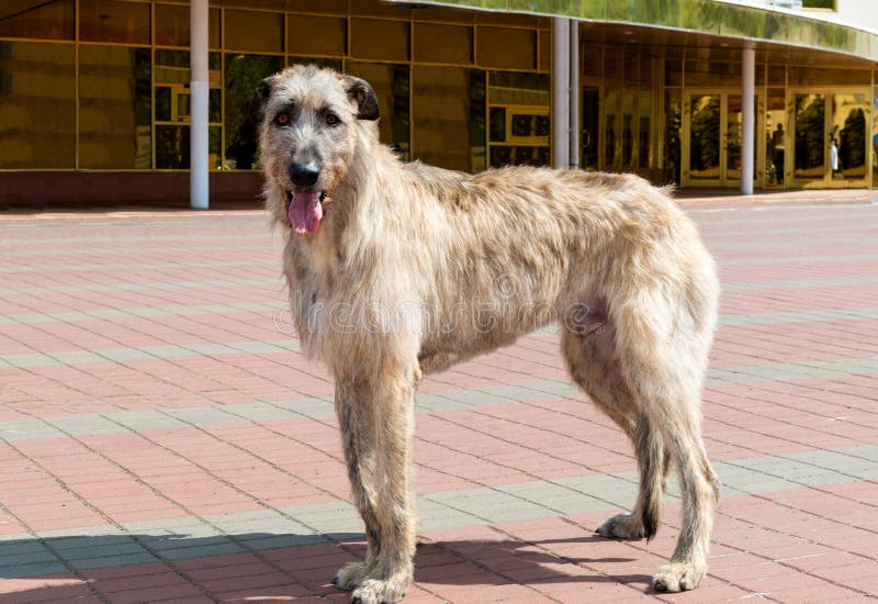 The Irish Wolfhound stands in park. The Irish Wolfhound stands in park.