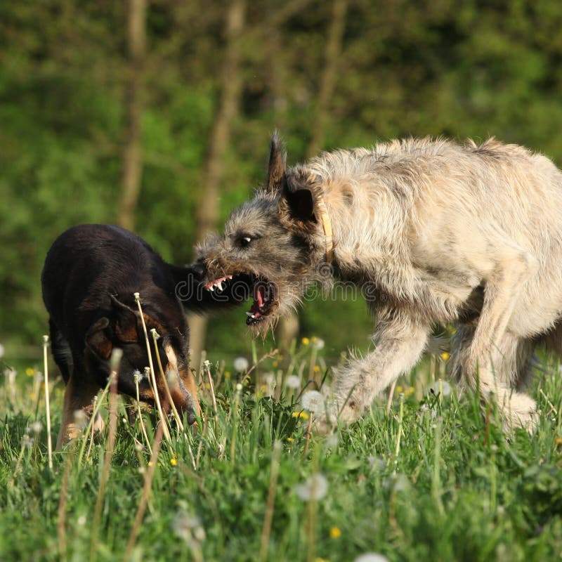 Irish wolfhound attacking some brown dog in past blossom dandelions. Irish wolfhound attacking some brown dog in past blossom dandelions