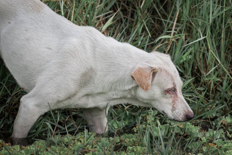 Cão cego fotografia de stock royalty free