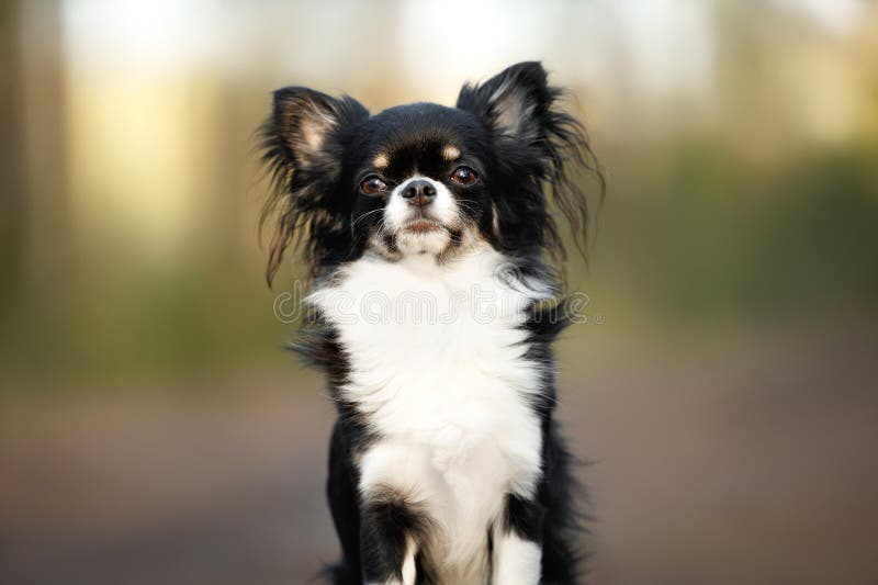 Cão chihuahua de cabra longa e tricolor que se posou ao ar livre fotografia de stock royalty free