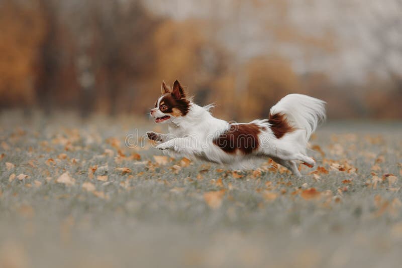 Cão chihuahua feliz correndo ao ar livre no outono