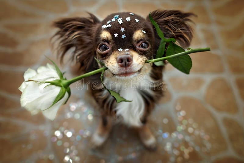 Cão chihuahua feliz segurando uma rosa branca na boca
