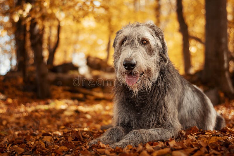Irish Wolfhound. Giant gray dog with tongue out lying in fallen leaves with autumn golden bokeh in background. Irish Wolfhound. Giant gray dog with tongue out lying in fallen leaves with autumn golden bokeh in background