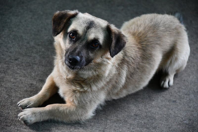 Cão cinzento-acastanhado, deitado no chão cinzento fotografia de stock