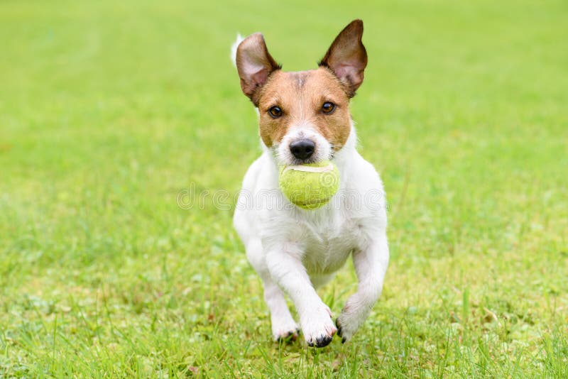 Cão com as orelhas engraçadas que correm com bola imagens de stock royalty free Cão com as orelhas engraçadas que correm com bola imagens de stock royalty free