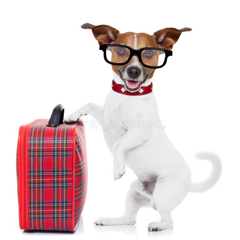 Jack russell dog ready to leave for summer vacation or holidays with fancy red luggage or suitcase, isolated on white background. Jack russell dog ready to leave for summer vacation or holidays with fancy red luggage or suitcase, isolated on white background
