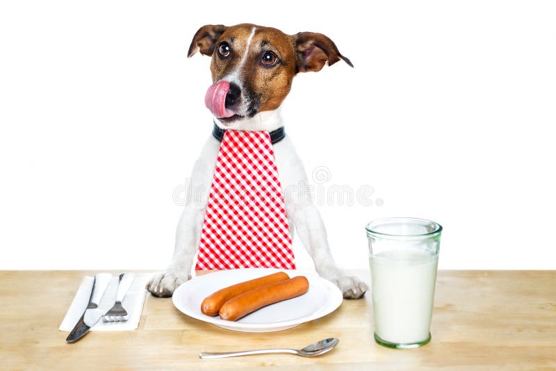 Cão com fome imagens de stock Cão com fome imagens de stock