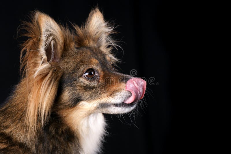 Cão com fome fotografia de stock royalty free Cão com fome fotografia de stock royalty free