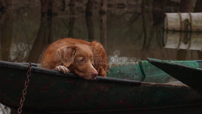 Cão contemplativo a bordo do barco .