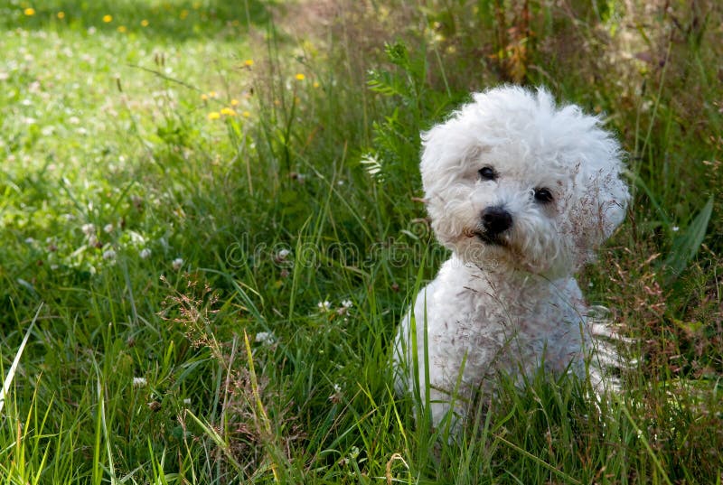 Cão fofo e curioso sentado na relva fotografia de stock