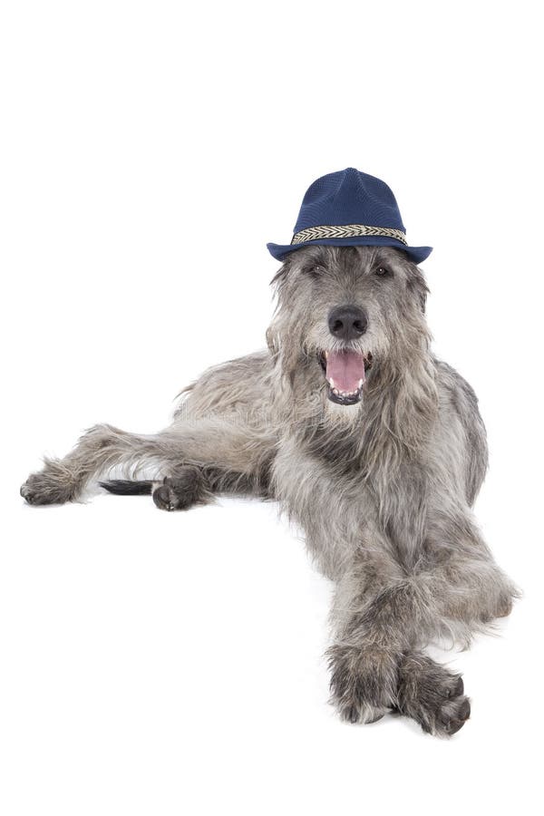 Dog (Irish wolfhound) on a white background in the Studio. Dog (Irish wolfhound) on a white background in the Studio