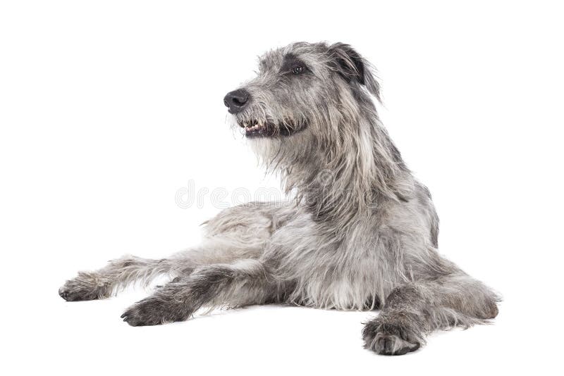 Dog (Irish Wolfhound) on a white background in studio. Dog (Irish Wolfhound) on a white background in studio