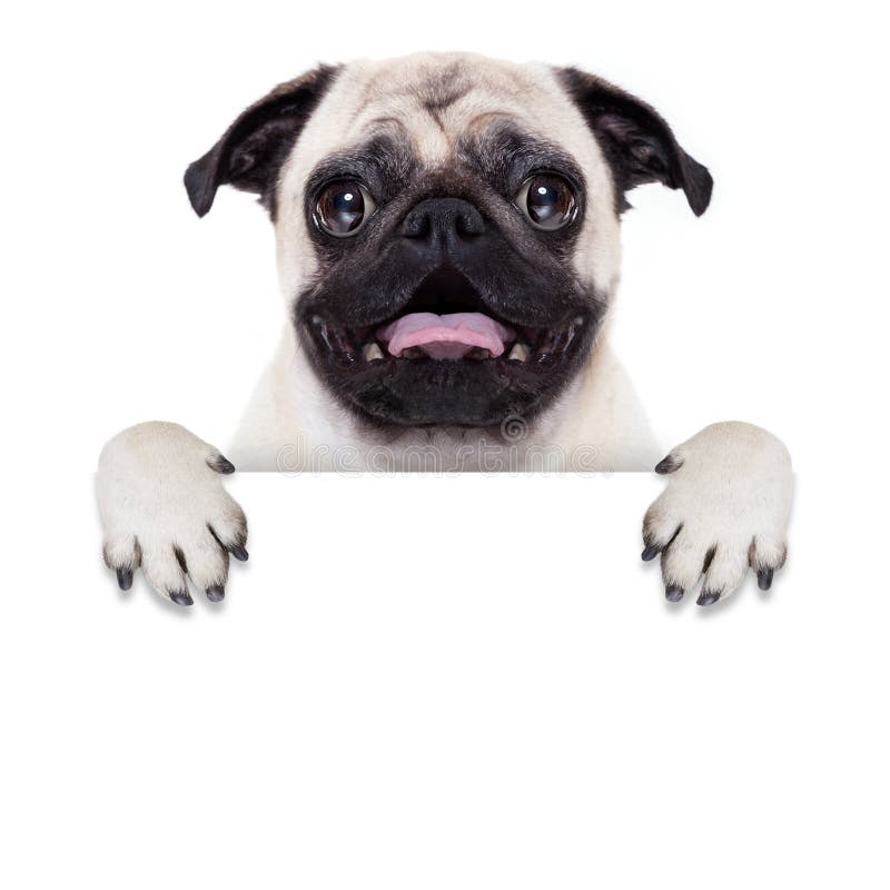 Cão da bandeira do cartaz imagens de stock royalty free Cão da bandeira do cartaz imagens de stock royalty free