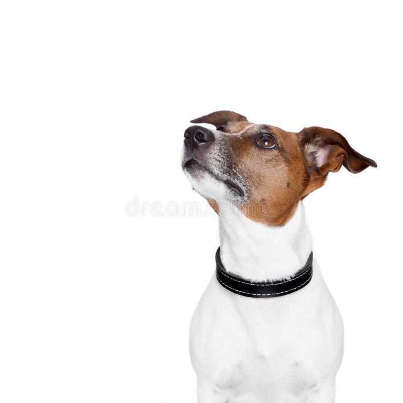 Cão da bandeira do Placeholder imagem de stock Cão da bandeira do Placeholder imagem de stock