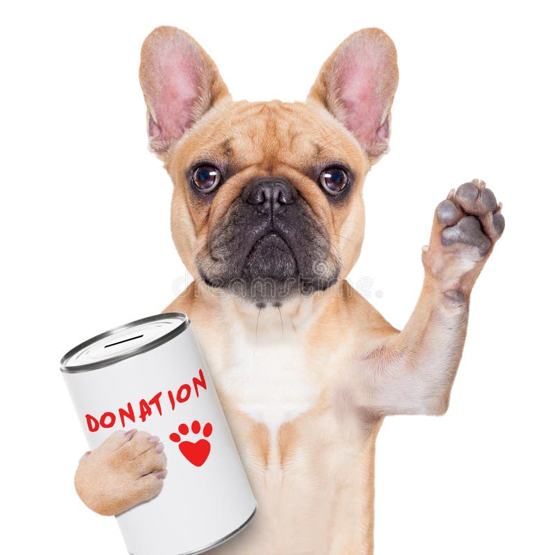 Cão da doação Cão da doação
