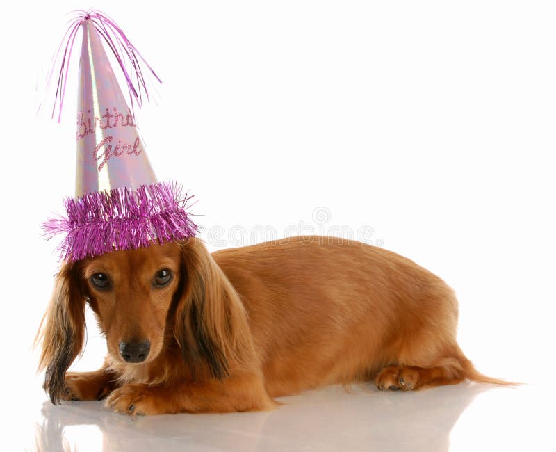 Cão da menina do aniversário foto de stock Cão da menina do aniversário foto de stock