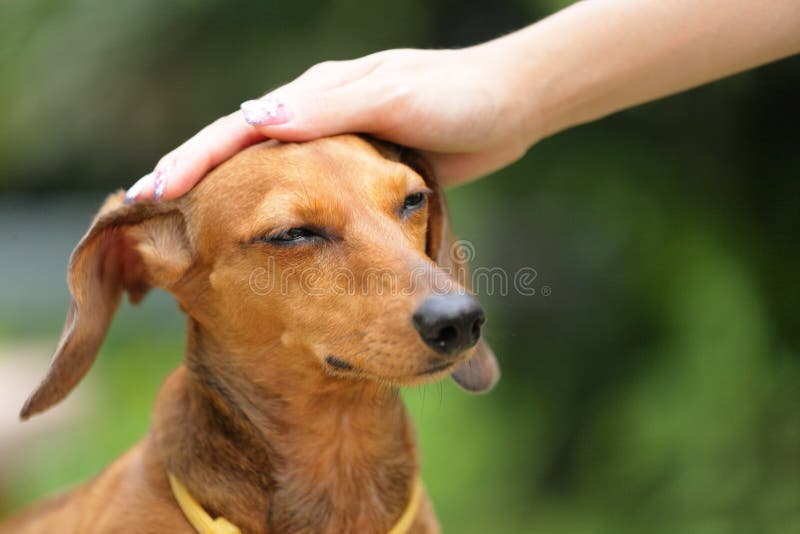 Cão da obediência fotografia de stock Cão da obediência fotografia de stock
