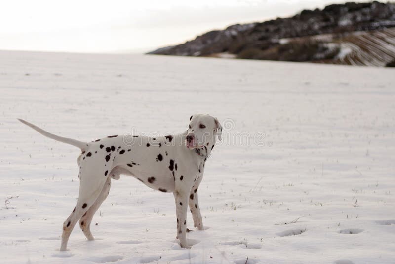 Cão da raça Dalmatian na neve imagens de stock Cão da raça Dalmatian na neve imagens de stock