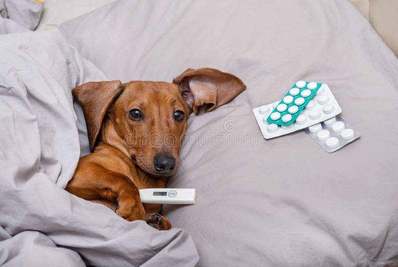 Dachshund hunting dog lies ill in bed with a digital thermometer in his mouth to measure the temperature and looks directly into the camera. There are various pills nearby. Dachshund hunting dog lies ill in bed with a digital thermometer in his mouth to measure the temperature and looks directly into the camera. There are various pills nearby.