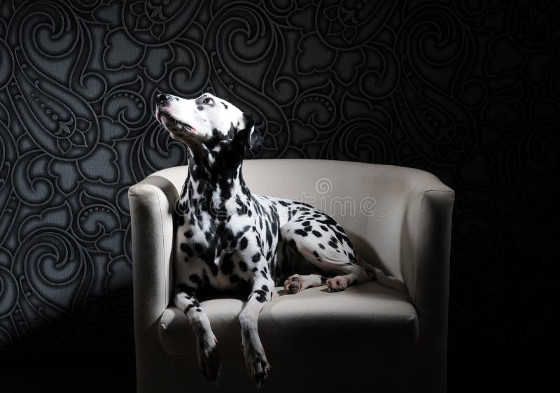 Dog dalmatian in a red bow tie on a white chair in a steel-gray interior. Hard studio lighting. Artistic portrait. Dog dalmatian in a red bow tie on a white chair in a steel-gray interior. Hard studio lighting. Artistic portrait