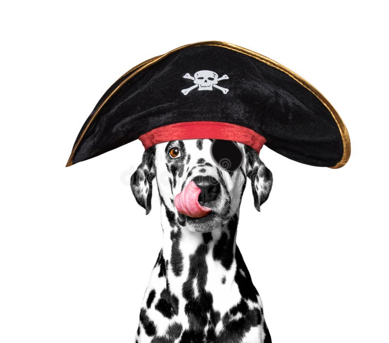 Cão Dalmatian em um traje do pirata