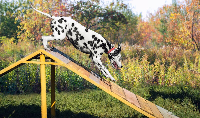 Dalmatian dog in nature on the training ground is jumping through a barrier in the form of slides. Dalmatian dog in nature on the training ground is jumping through a barrier in the form of slides