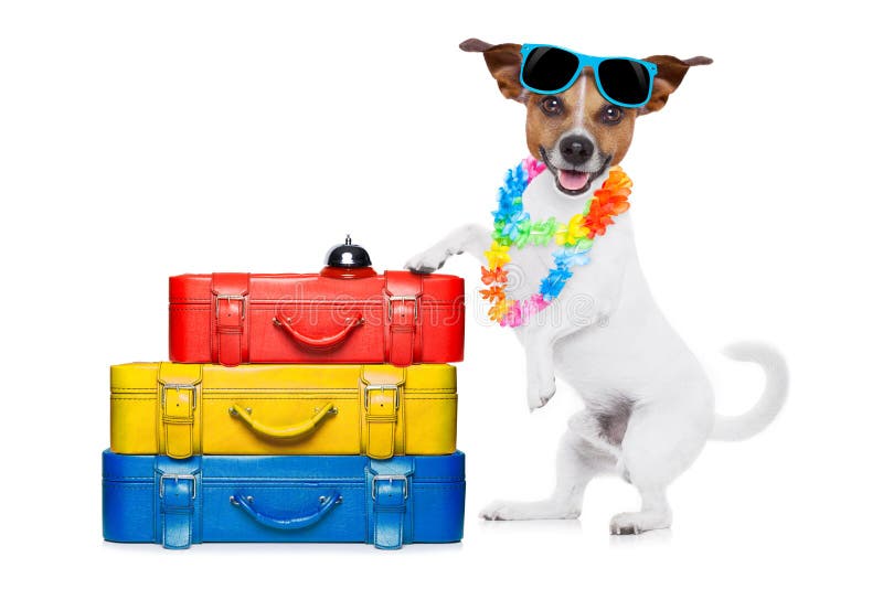 Cão das férias de verão imagens de stock royalty free Cão das férias de verão imagens de stock royalty free