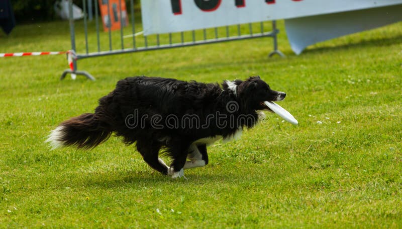 Cão de border collie com frisbee foto de stock royalty free Cão de border collie com frisbee foto de stock royalty free