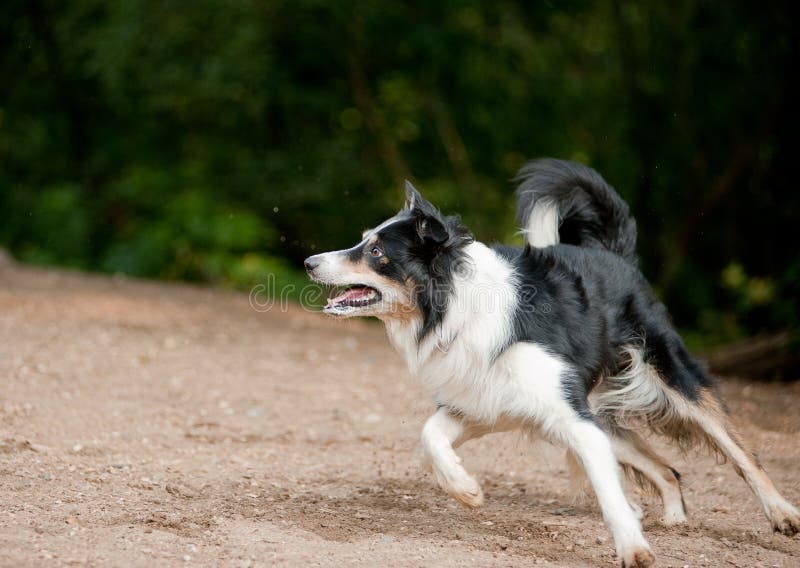 Cão de border collie que funciona no gramado imagem de stock Cão de border collie que funciona no gramado imagem de stock
