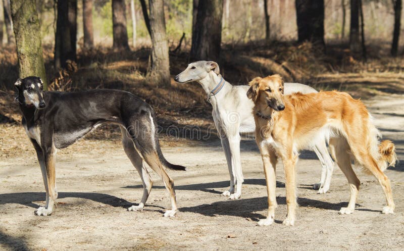 Cão de Brown com os pés longos que estão em uma areia cinzenta imagens de stock