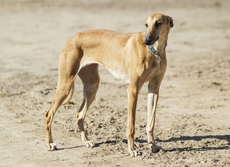 Cão de Brown com os pés longos que estão em uma areia cinzenta fotos de stock