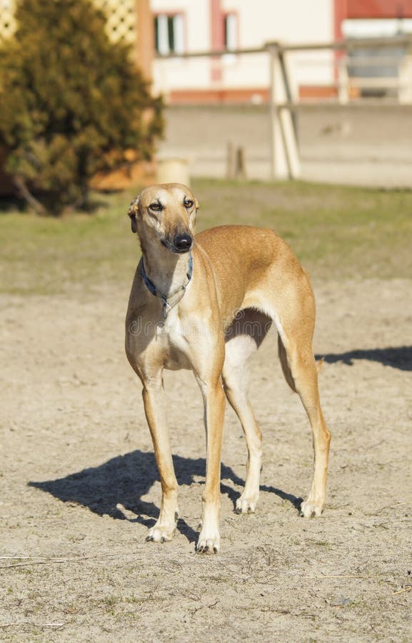 Cão de Brown com os pés longos que estão em uma areia cinzenta fotografia de stock royalty free
